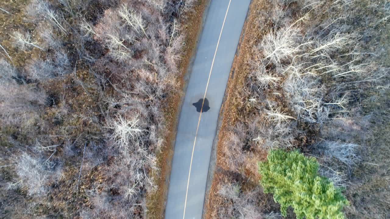 Single comment badge appearing, overlays growing and spreading over road and trees, showing growth