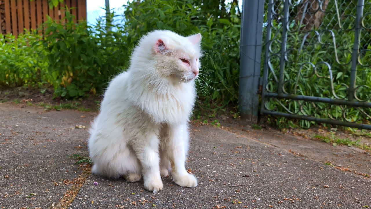 한 귀가 없는 성인  고양이, 근접