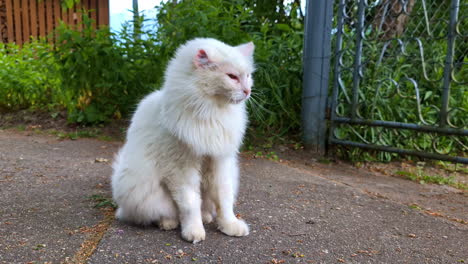 white adult cat without one ear, close up