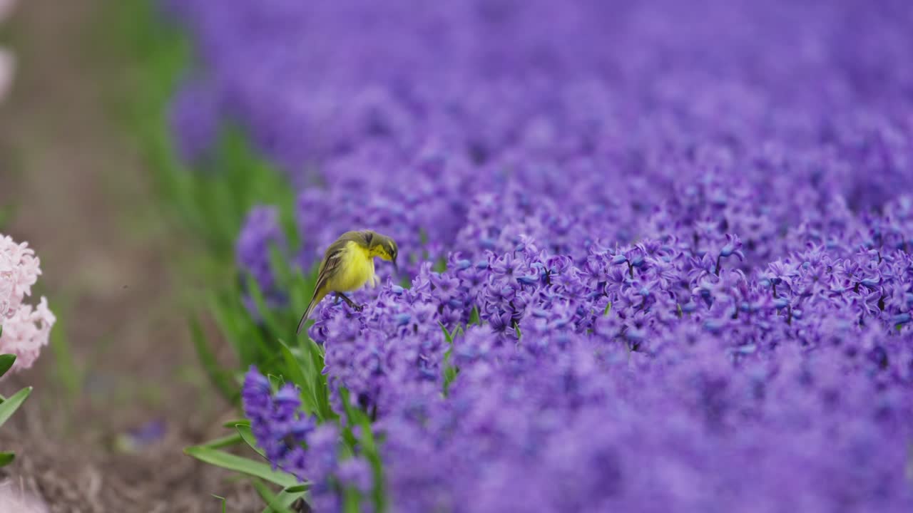 un pájaro amarillo posado entre jacintos púrpuras