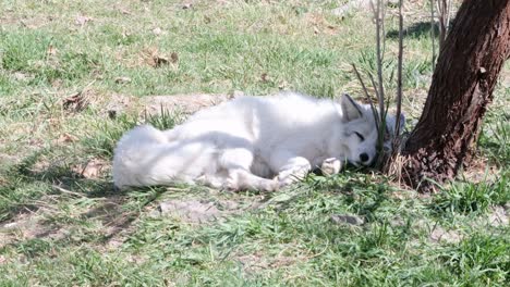 white platinum morph of north american red fox sleeps near small tree