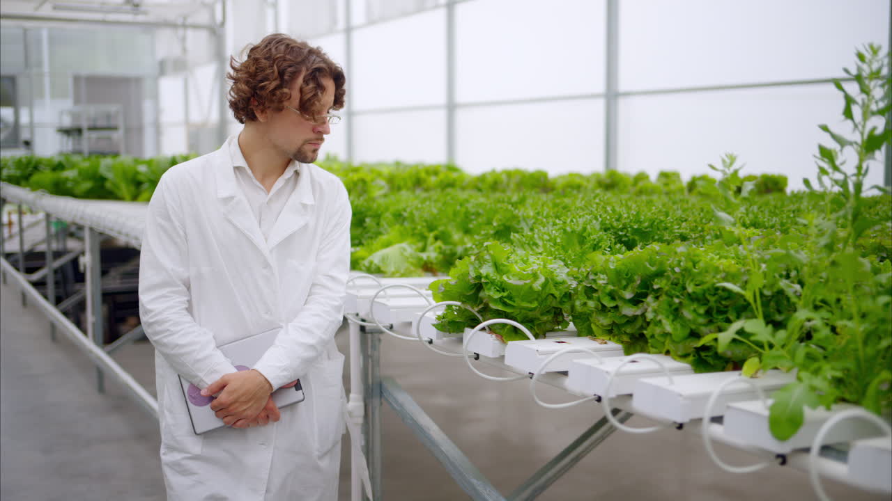 Laboratory technician in a white coat, holding a tablet while analysing plants grown with the Hydroponic method in a greenhouse
