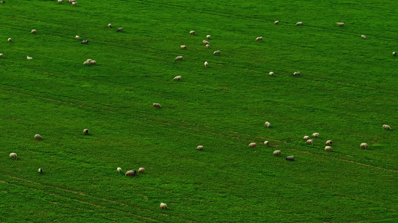 Veduta aerea con drone di un gregge di pecore al pascolo in un prato verde lussureggiante.