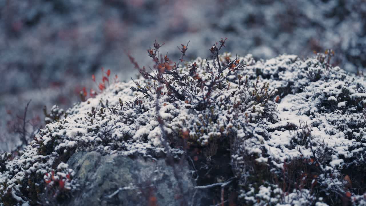 las primeras nevadas frescas salpicaron los arbustos bajos y la hierba seca en la tundra