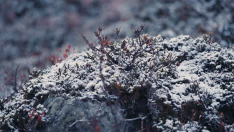 Der-Frische-Erste-Schnee-Fiel-über-Die-Niedrigen-Büsche-Und-Das-Verwelkte-Gras-In-Der-Tundra