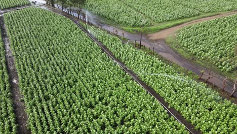 Irrigation-of-tobacco-with-Water-Sprinklers