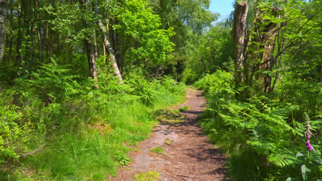 dirt track leading through a lush green woodland forest