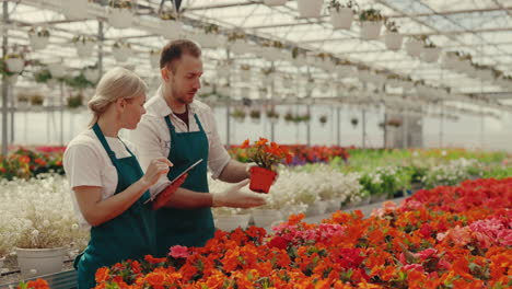 professional horticulturists inspecting flowers and plants in a modern greenhouse using a tablet