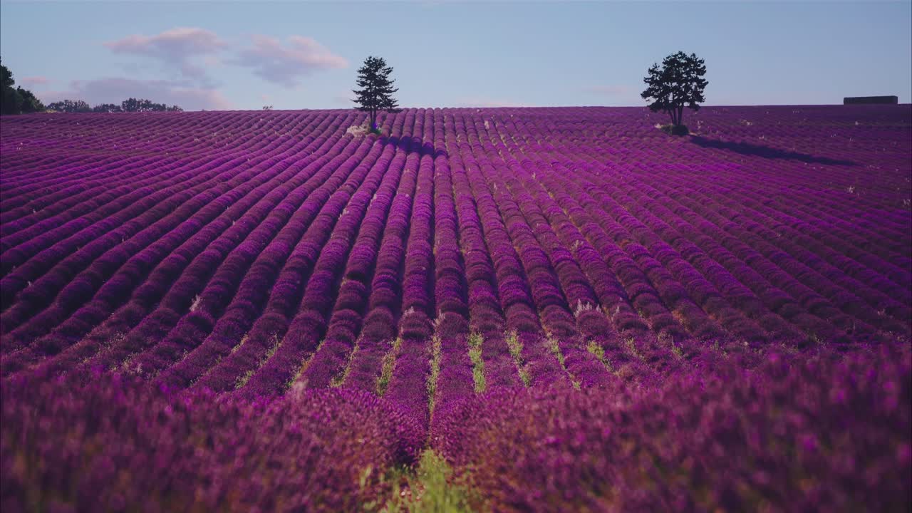 cinemagraph 4k uhd de un hermoso campo de lavanda en la famosa provenza en la costa azul en francia