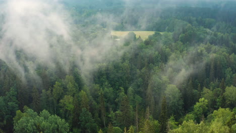 Low-cloud-and-fog-in-trees-in-countryside-at-morning,-panning-drone