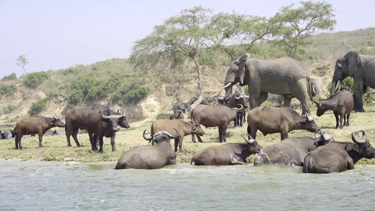 Kazinga Kanalı boyunca, Uganda'daki Kraliçe Elizabeth Milli Parkı'nda nehir kenarında suda yatan bir Afrika mandası (Syncerus caffer) sürüsü ve oradan geçen bir Afrika fili (Loxodonta africana).