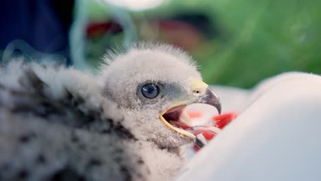 common buzzard chick with open beak showing its tongue