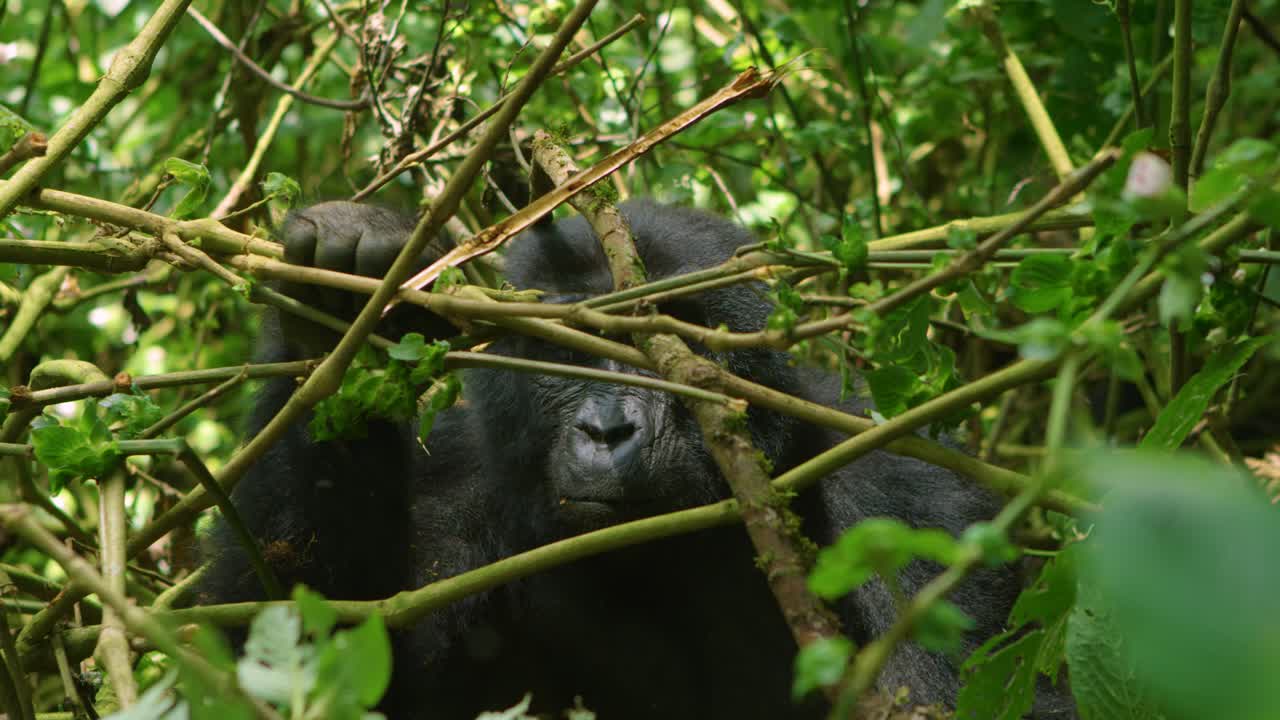 Gorilla femmina mastica bastoncini in uno straordinario super slow motion