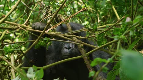 Female-Gorilla-chews-on-sticks-in-stunning-super-slow-motion