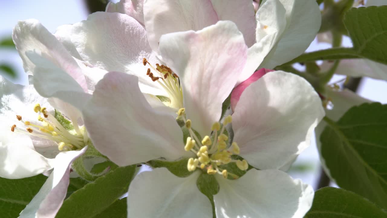 ⁇ 색, 밝은 분홍색 사과 꽃이 바람에 불고 있는 나무에