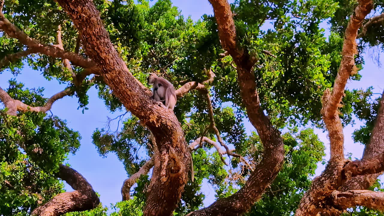 Toque Monkey Seated On The Tree Branches At Yala National Park In Sri Lanka. Low Angle Shot