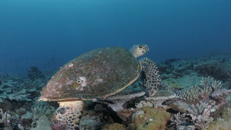 Una-Tortuga-Carey-Se-Desliza-Sin-Esfuerzo-A-Través-De-Coloridos-Corales-En-La-Gran-Barrera-De-Coral-De-Australia