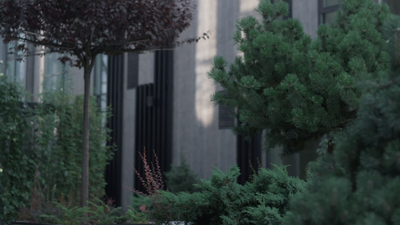 Green trees at office building at downtown area. Lush plants at back yard.