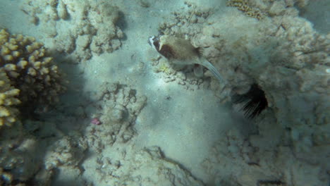 Exploring-the-sea-floor