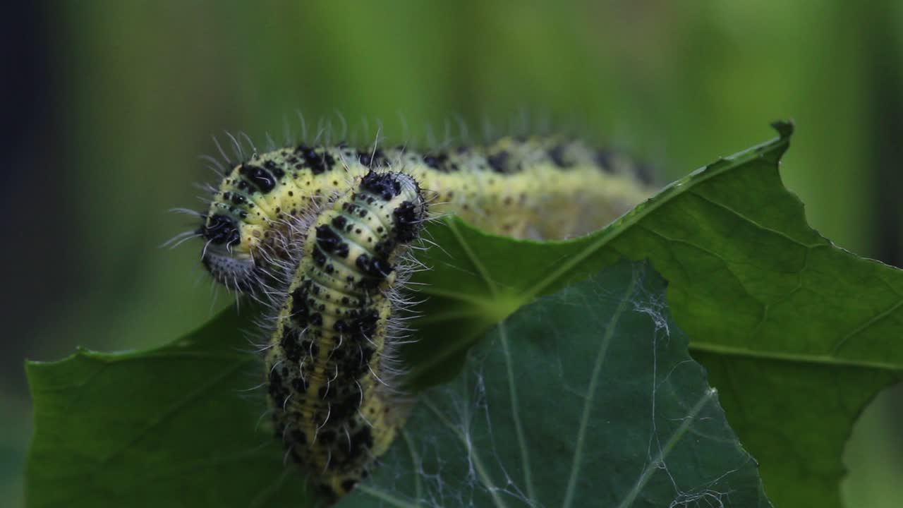 grandes orugas de mariposas blancas, pieris brassicae, alimentándose de capuchina