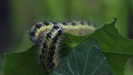 Large-White-Butterfly-caterpillars,-Pieris-brassicae,-feeding-on-Nasturtium