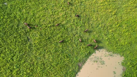 Aerial-static-topdown-of-Bison-herd,-Battelle-Darby-Metro-Park,-Ohio