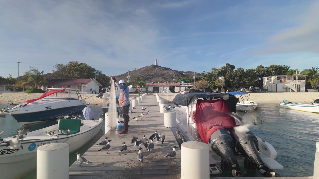 Pescatore che lancia la rete dal molo della marina circondato da uccelli marini a Gran Roque, Venezuela