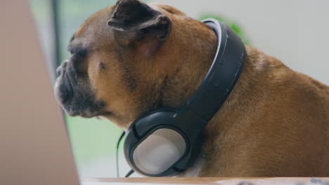 funny shot of pet french bulldog recording podcast wearing headphones and sitting behind microphone