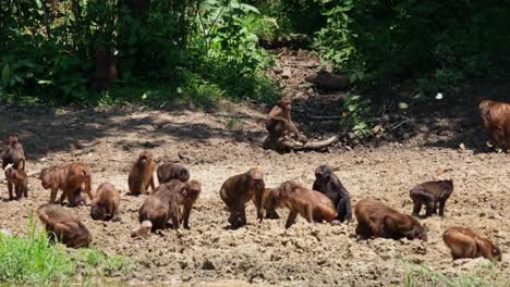 Busy-feeding-on-minerals-as-they-dig-from-the-mud,-others-pass-by-with-infants-hanging,-others-choose-the-perfect-spot