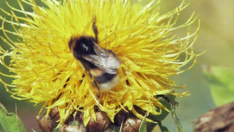 bumblebee collects pollen from yellow dandelion flower