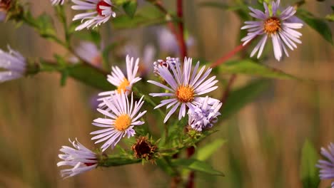 beautiful wild purple flowers in a field