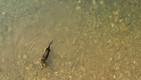 Deutscher-Schäferhund-Beim-Abkühlen-Und-Spielen-Im-Seichten-Bach,-Gletscher-Np