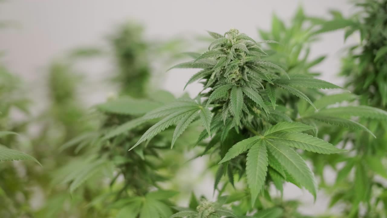 cultivo de plantas de cannabis. investigación de cannabis para su uso en medicina, recopilación de datos. investigación de aceite de cáñamo. producción de marihuana.