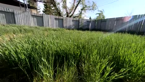 slow motion - long grass blow in a strong wind during a storm in the backyard of a home.