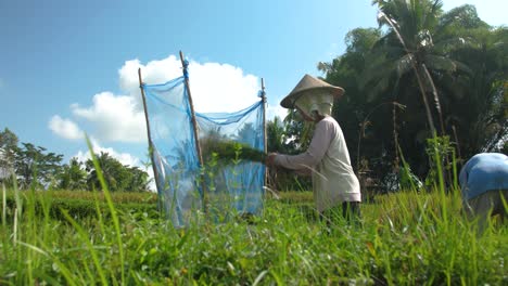 farm worker in ubud, bali, indonesia working in the tegalalang rice terraces