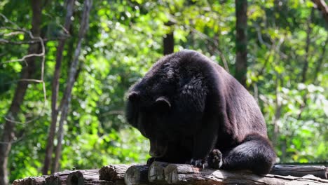 Asian-Black-Bear,-Ursus-thibetanus