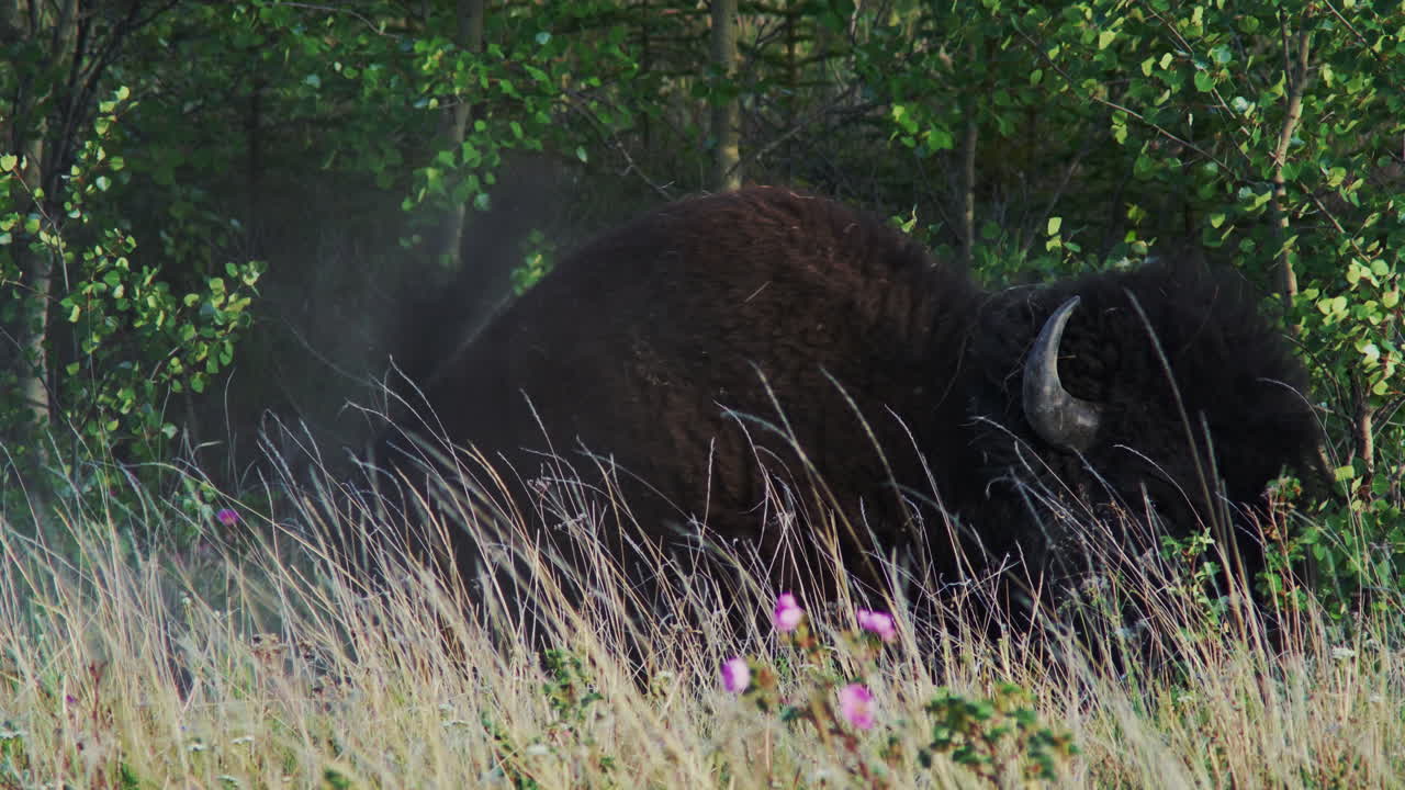 Wood Buffalo Wallowing On Grassy Field At Kluane National Park, Yukon, Canada. closeup shot