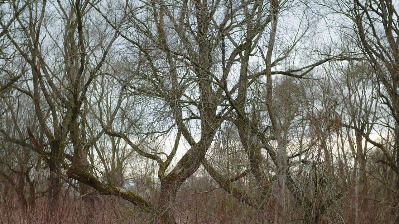 Dense Autumn Forest Scene Without Leaves