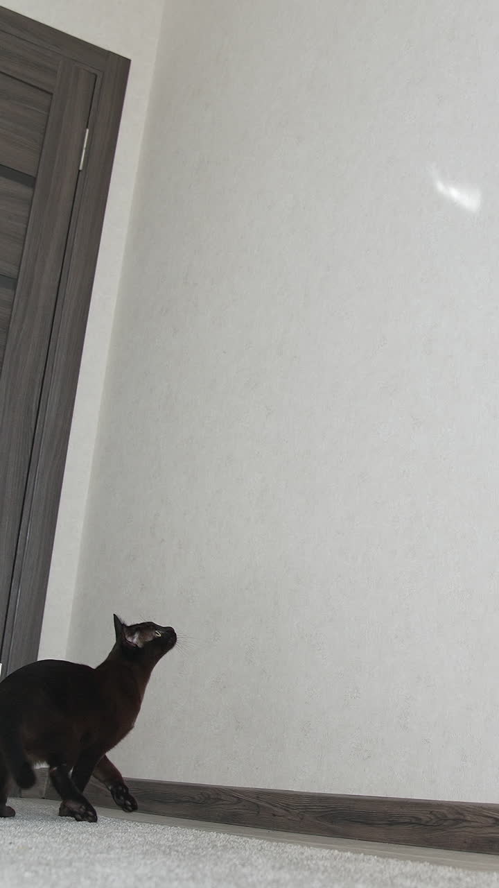 Funny burmese cat jumping and playing. Brown burmese cat. Vertical video
