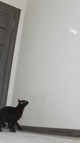 funny burmese cat jumping and playing. brown burmese cat. vertical video