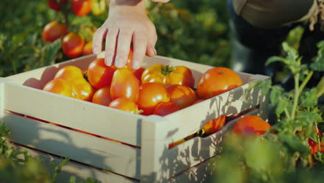 a woman farmer collects tomatoes on the field and puts it in a wooden box only the hands are visible