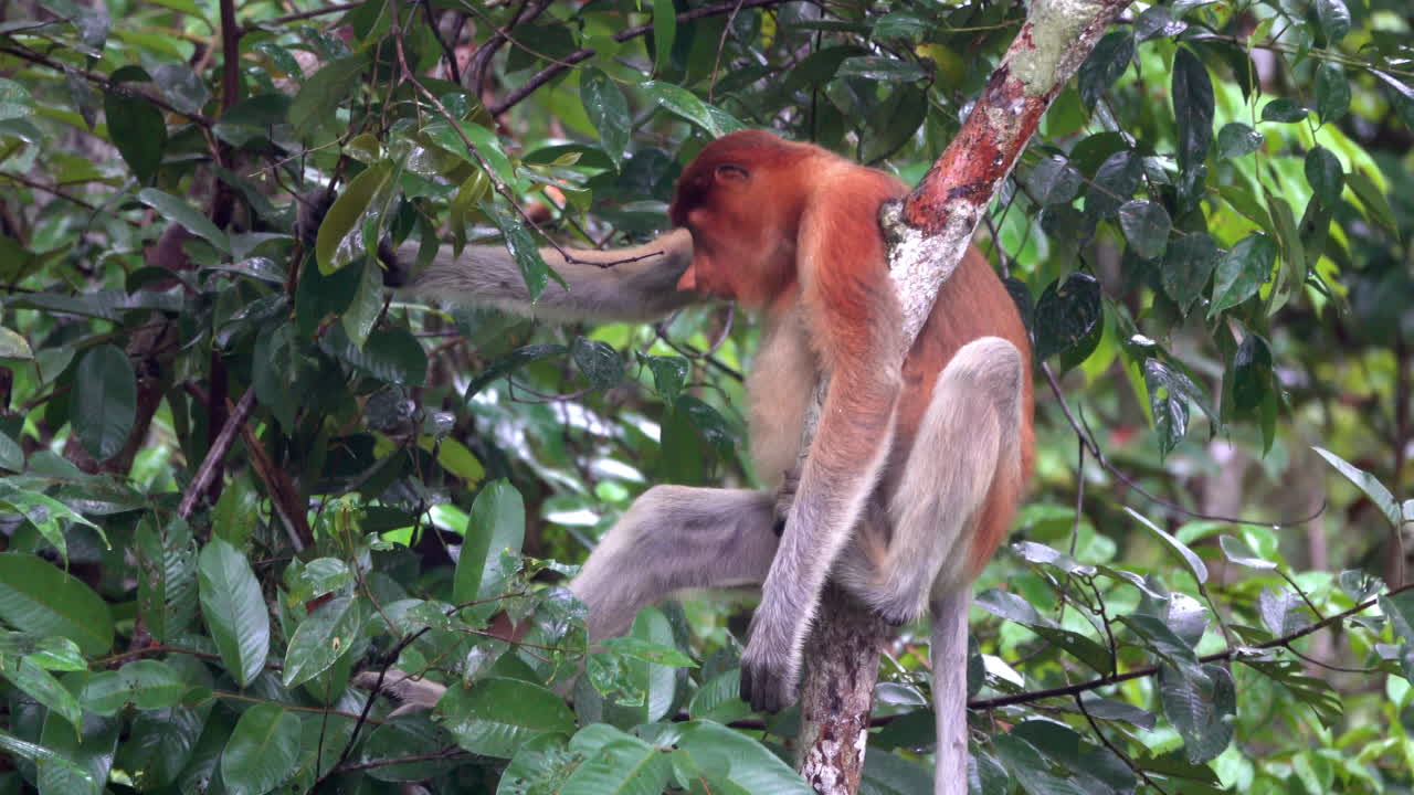 un mono probóscide se sienta en un árbol en borneo y mastica hojas