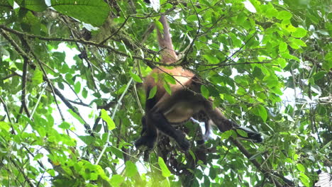 Klammeraffe-Mit-Baby,-Das-Im-Regenwalddach-In-Costa-Rica-Hängt