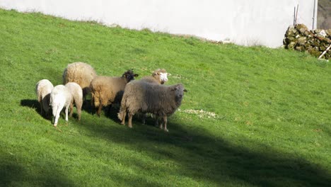 Galizische-Schafherde-Auf-Der-Grünen-Weide