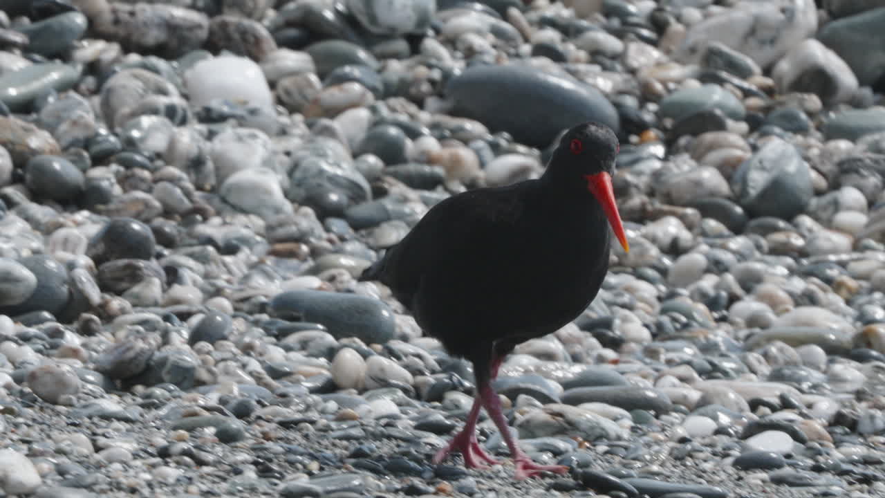 cazador de ostras variable caminando por la playa con guijarros en okarito, nueva zelanda
