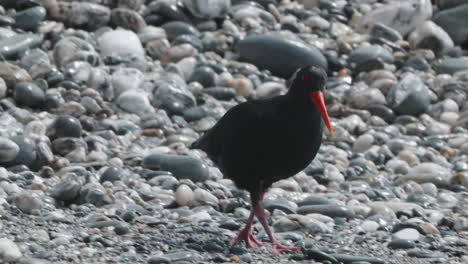 variable oystercatcher walking on the beach with pebbles in okarito, new zealand