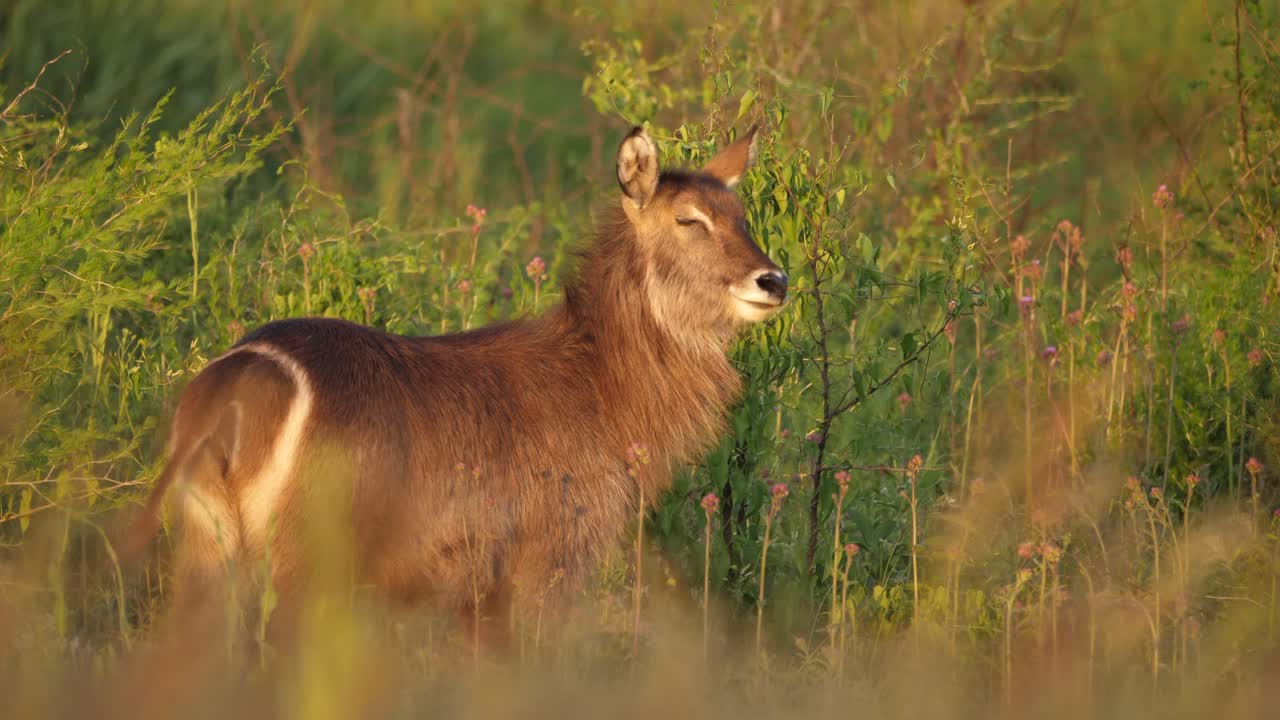 antílope mirando a la cámara y alejándose en arbustos del paisaje de sabana