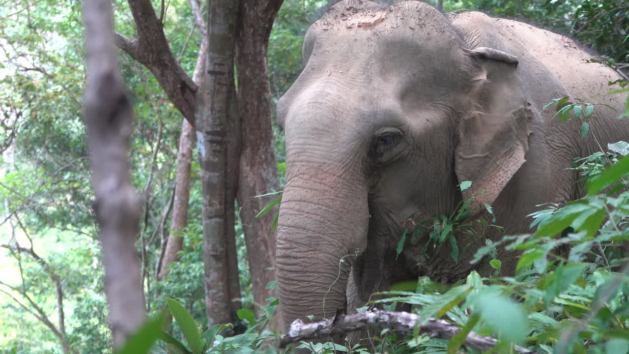 Close up of adult elephant eating in a tropical jungle, Krabi Thailand