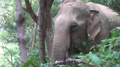 close up of adult elephant eating in a tropical jungle, krabi thailand