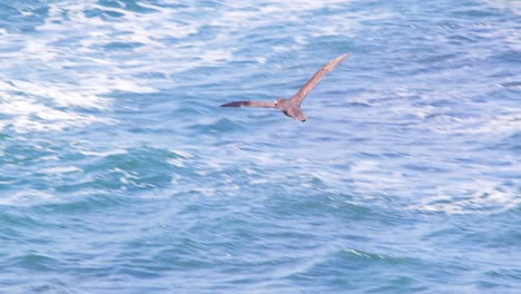 Südlicher-Riesensturmvogel,-Der-über-Die-Wellen-Im-Blauen-Meer-Davonfliegt-Und-Mit-Den-Flügeln-Schlägt